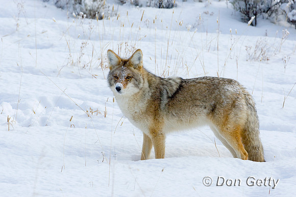Coyote_D4B4839
