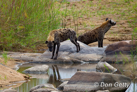 Hyena_S_Z2F7357