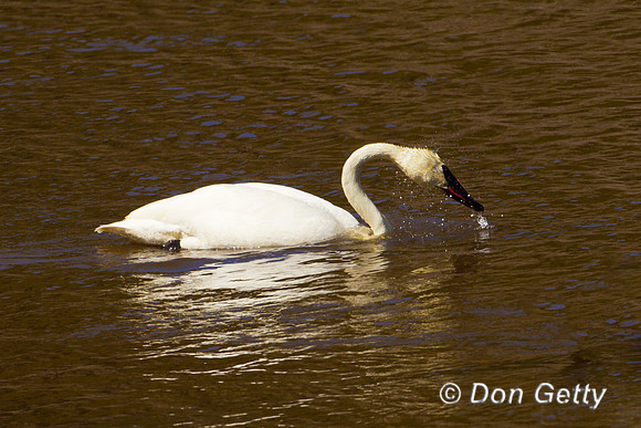 Swan_Tr_Z2F4384