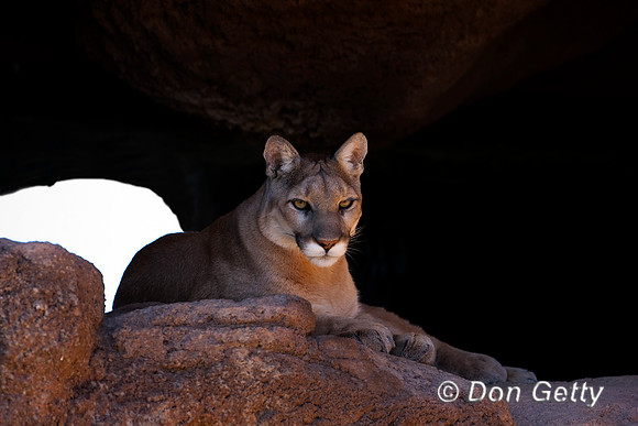 Mt_Lion_MR8D3814