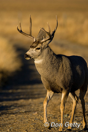 Deer_Mule_R8D6896
