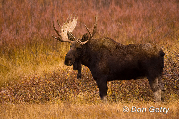 Moose_MR8D1464