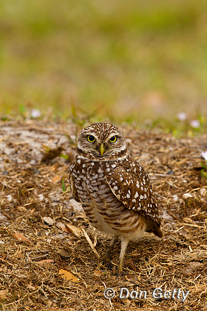 Owl_Brrw_Z2F2513