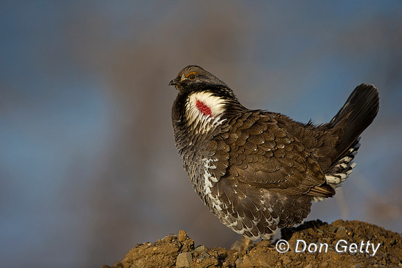 "Dendragapus obscurus", Dusky, Grouse, Wyoming, "Yellowstone National Park"