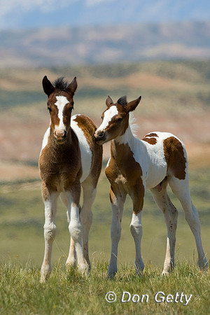 Horse_D4B8805
