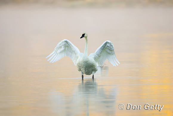 Swan_R8D7467