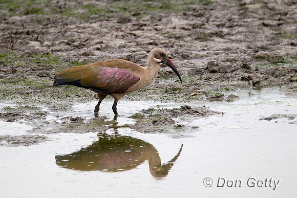 Ibis_H_Z2F7955