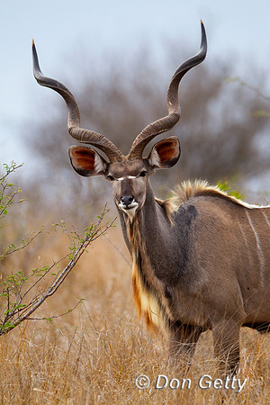 Kudu_G_Z2F6174