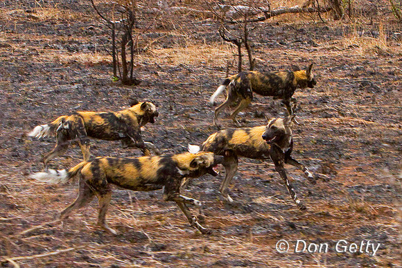 Dog_AW_MG_3387