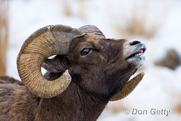 Bighorn Sheep