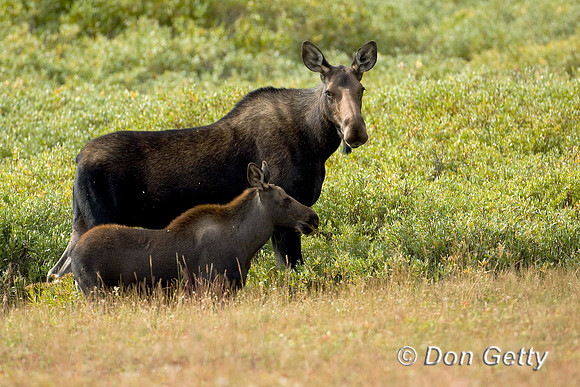 Moose_D4B7353