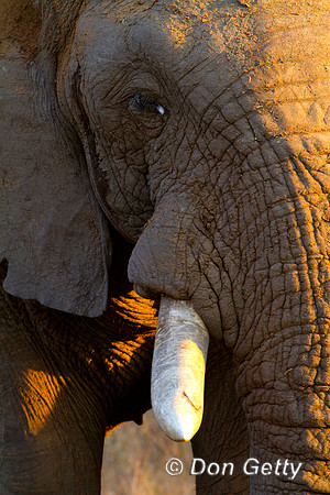 Elephant_MG_5916