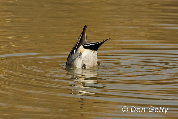 Pintail_N_D4B1407