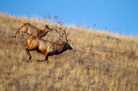 Elk_Z2F0221