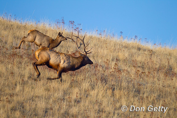 Elk_Z2F0221