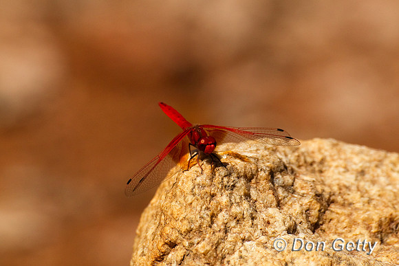 Dragonfly_LS_Z2F1728