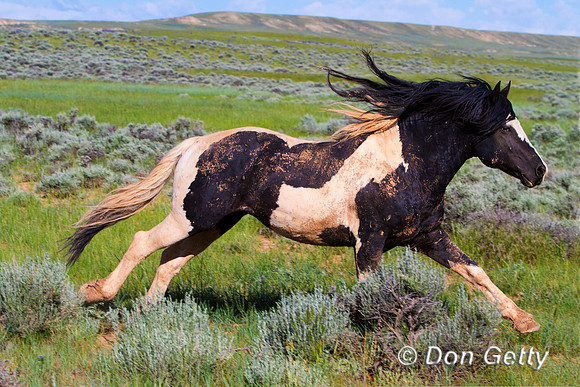 Horse_MG_8252