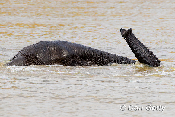 Elephant_Z2F4765