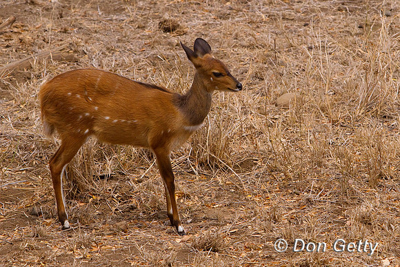 Bushbuck_MG_3282