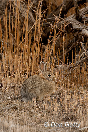 Mountain Cottontail Rabbit