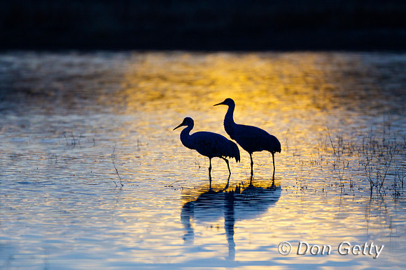 Sandhill Crane
