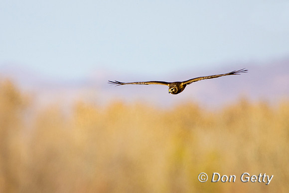 Harrier_N_R8D9669