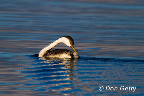 Grebe_W_MG_5643