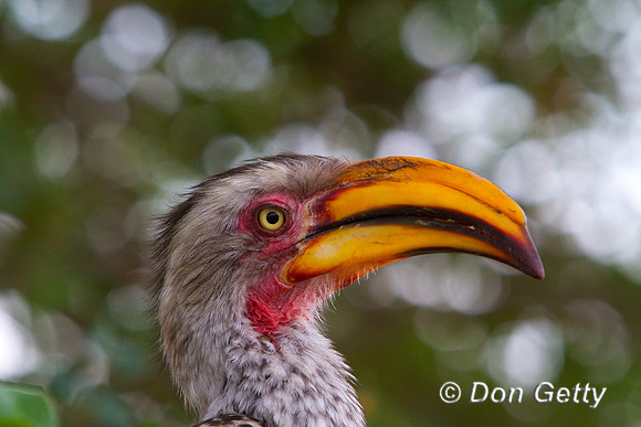 Hornbill_SYB_MG_5491