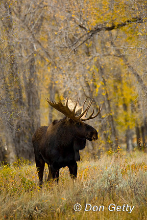 Moose_D4B8798