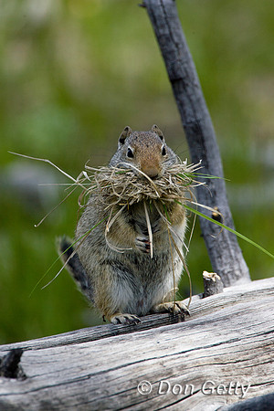 Squirrel_UG_R8D5175