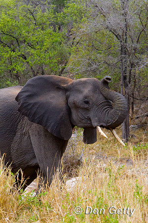 Elephant_Z2F5194