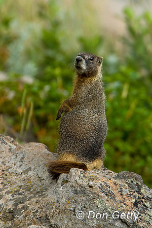 Marmot_D4B7331