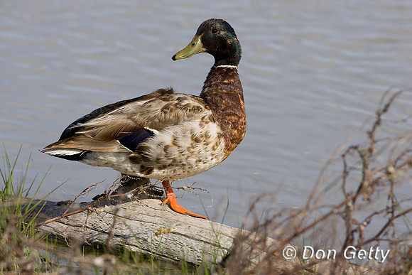 Mallard_MR8D7330