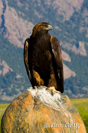 Golden Eagle