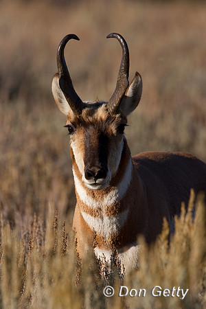Pronghorn