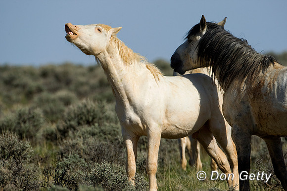 Horse_D4B7630