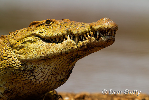 Crocodile_N_Z2F1783