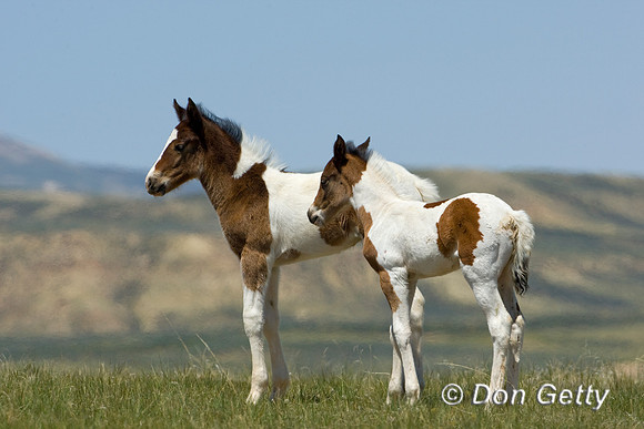 Horse_D4B8775