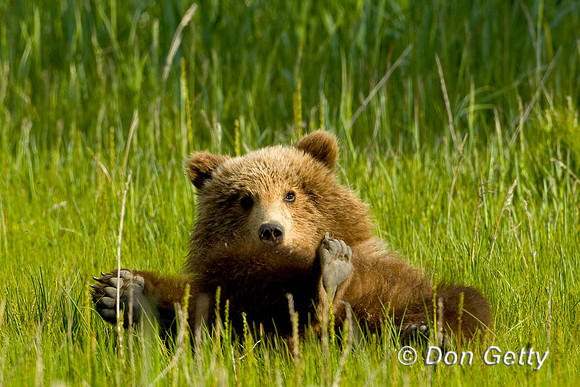 Brown Bear