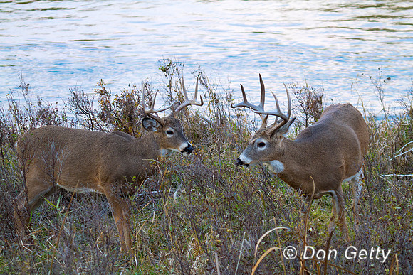 Deer_WtTl_MG_9232
