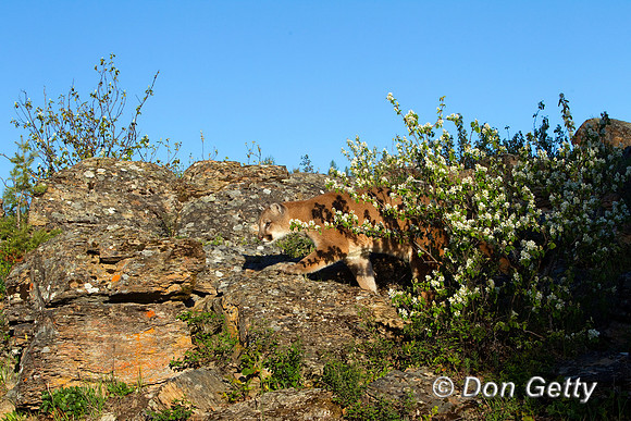 Mt_Lion_BZ2F2072