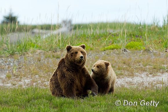 Brown Bear