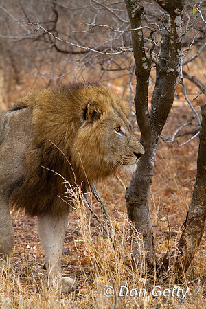 Lion_MG_3638