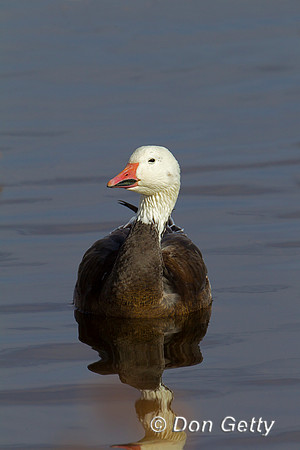 Snow Goose
