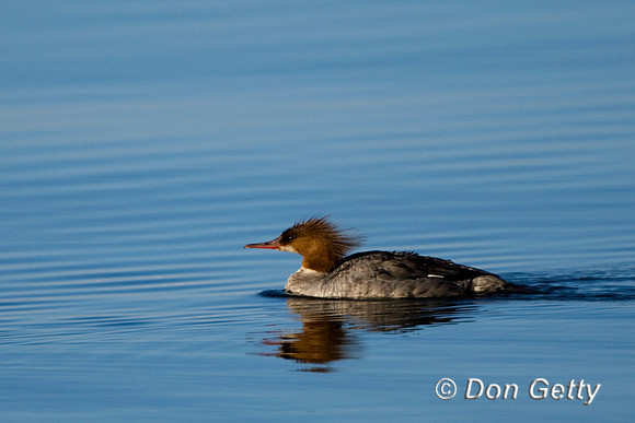 Common Merganser
