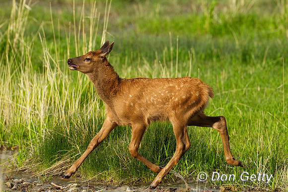 Elk_BZ2F5150
