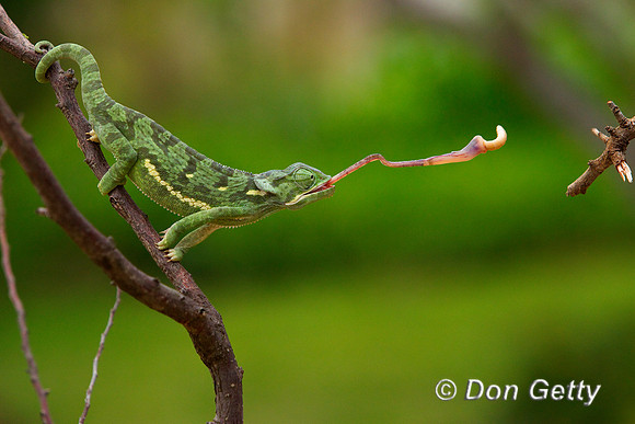 Chameleon_FN_Z2F0121