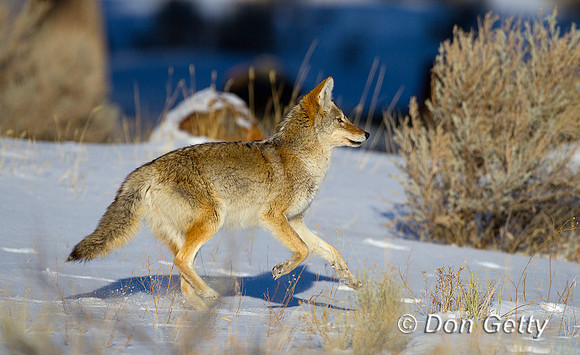 Coyote_Z2F4374