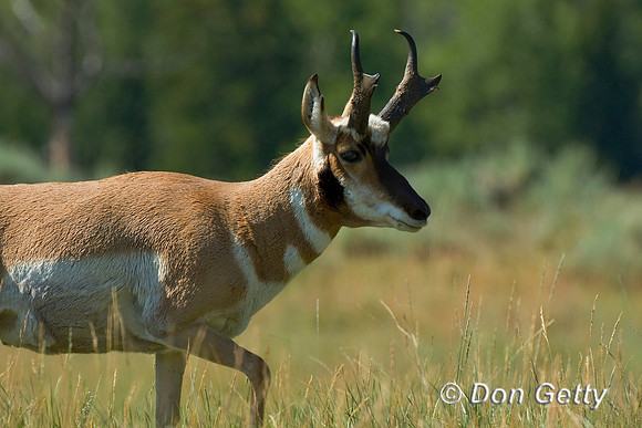 Pronghorn