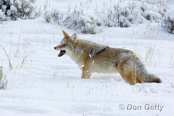 Coyote_D4B4833